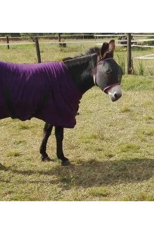 Fly Masks Donkey